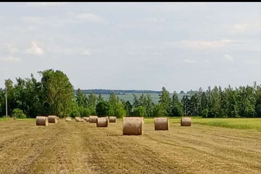 Аграрии Шемуршинского муниципального округа приступили к заготовке кормов.