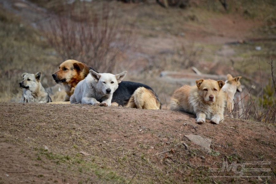 Жители Шумерлинского муниципального округа обеспокоены нападением диких собак на домашний скот и людей.