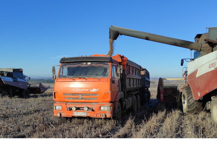 В Канашском муниципальном  округе убрали более 80 % зерновых культур, продолжают сеять озимые