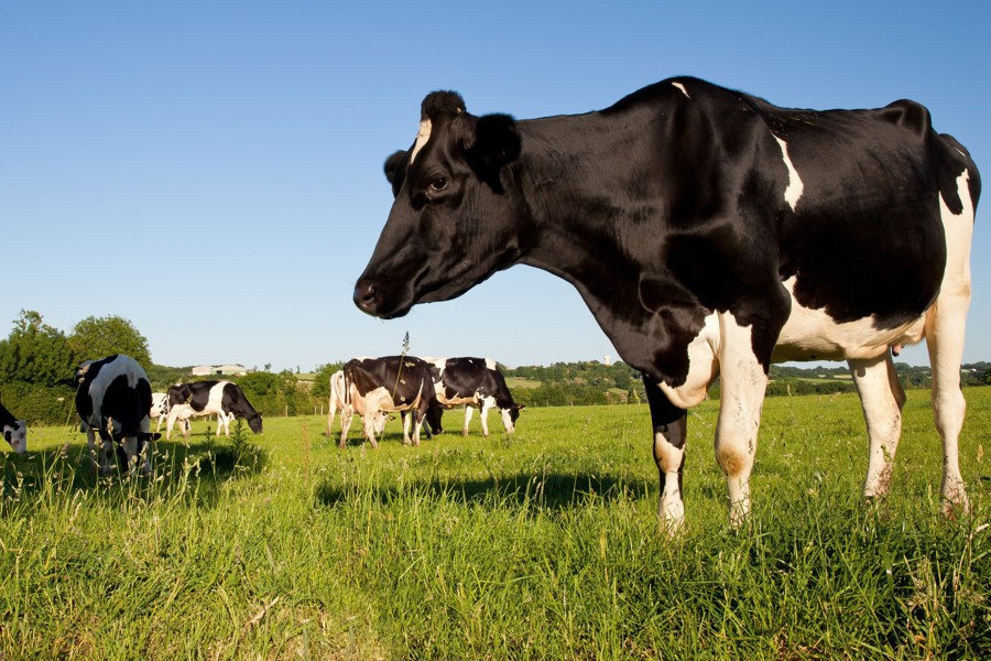 В Чувашии началась кампания по профилактической обработке крупного рогатого скота против гиподерматоза