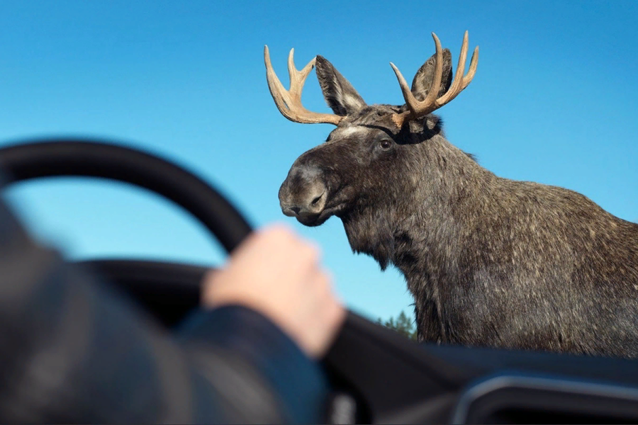 Минприроды Чувашии напоминает водителям о необходимости соблюдения скоростного режима: на дорогах возможно появление крупных диких животных