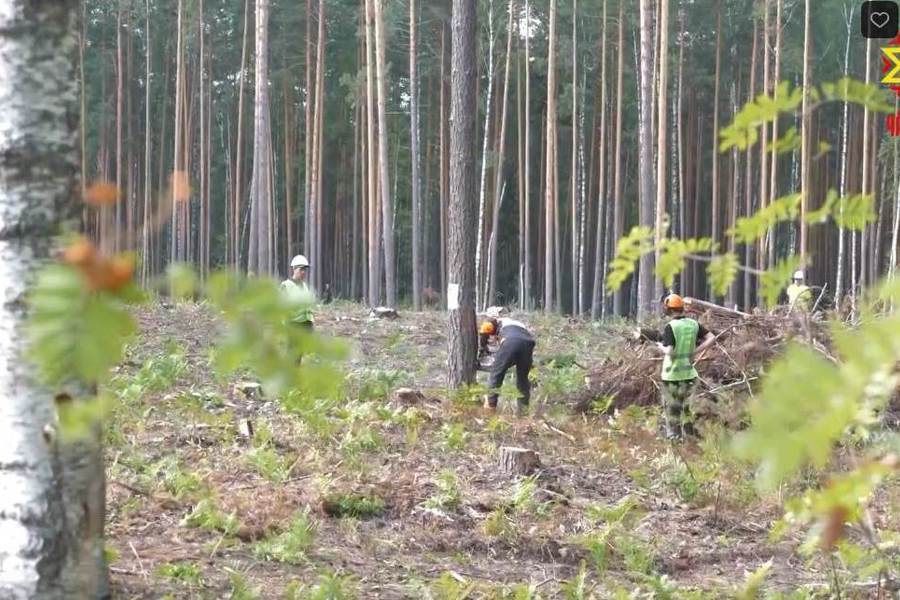 «Лучшим вальщиком леса 2024 года» в Чувашии стал Александр Соколов из Карелии // НТРК Чувашии. 2024.07.29.