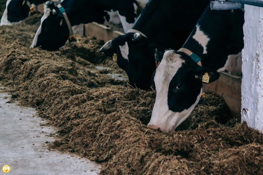 Господдержку личных подсобных хозяйств на осеменение коров скорректировали в Чувашии