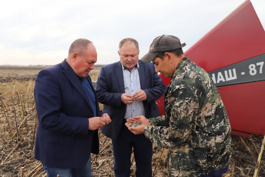 «Черное золото» полей