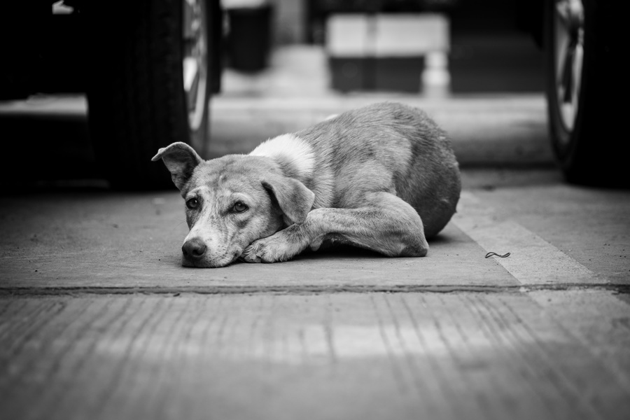 В Чувашии утверждены меры административной ответственности за нарушение дополнительных требований к содержанию домашних животных