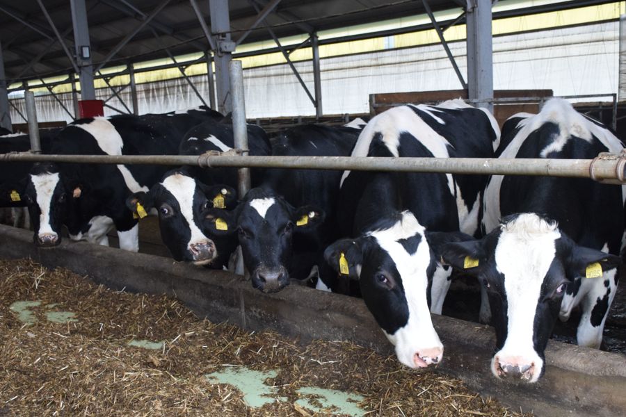 В Красночетайском округе подведены итоги развития отрасли животноводства за 9 месяцев