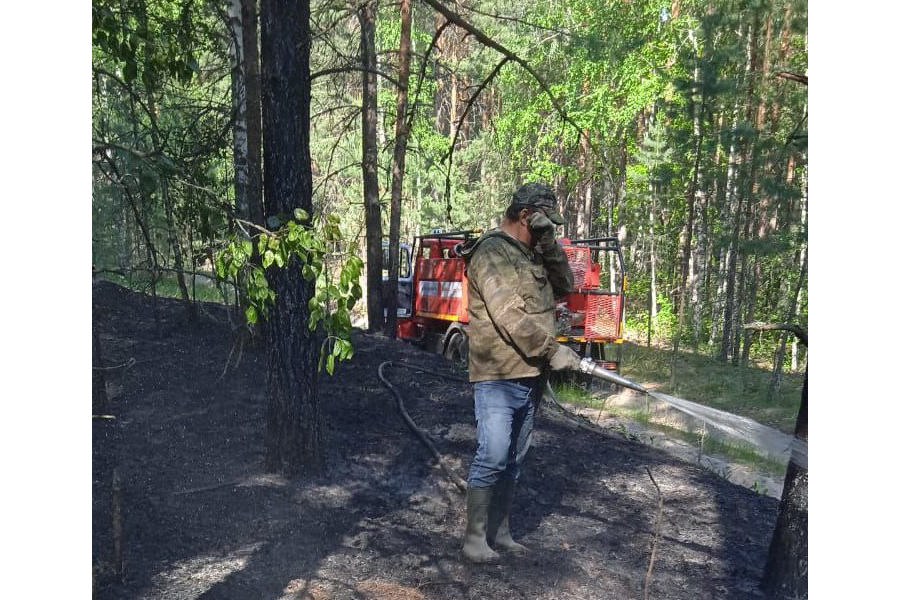 В Алатырском лесничестве ликвидирован пожар на землях лесного фонда