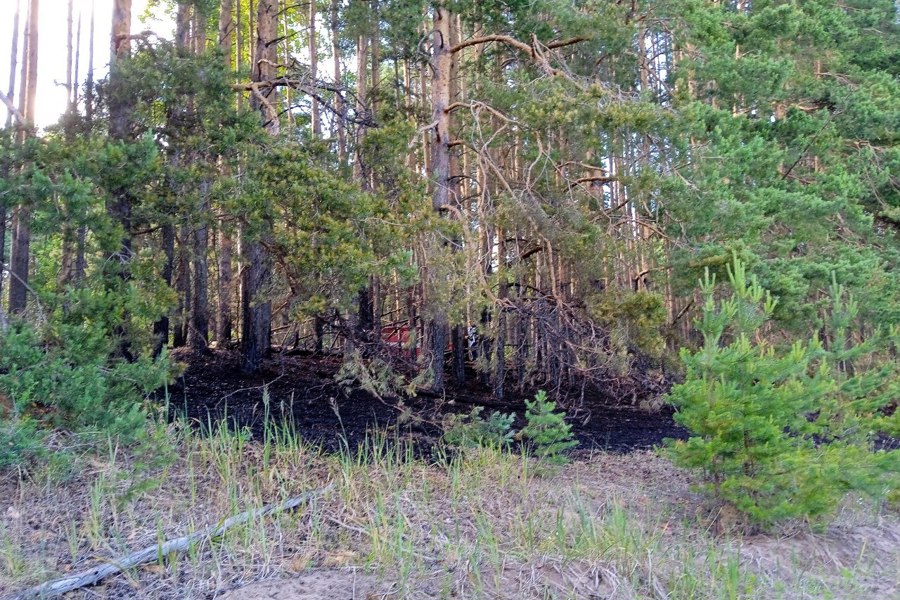 В Ибресинском лесничестве оперативно ликвидировали лесной пожар