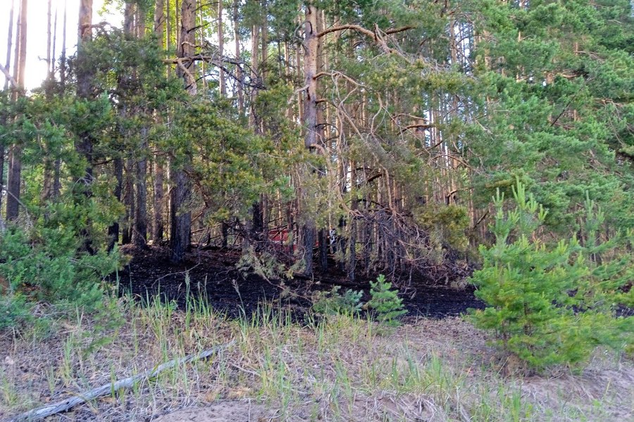 В Ибресинском лесничестве оперативно ликвидировали лесной пожар