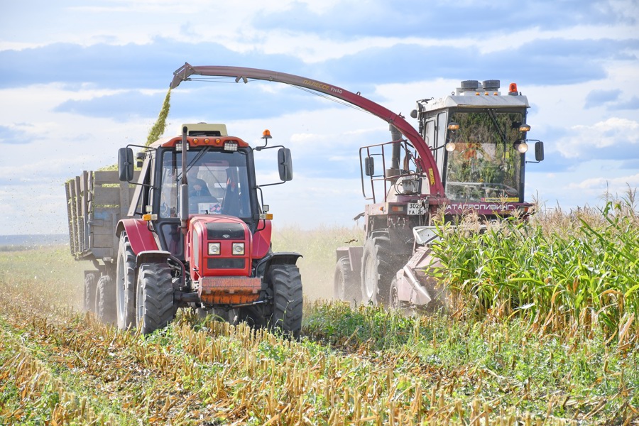 В Чувашии первым на уборку кукурузы на корм вышел Батыревский муниципальный округ