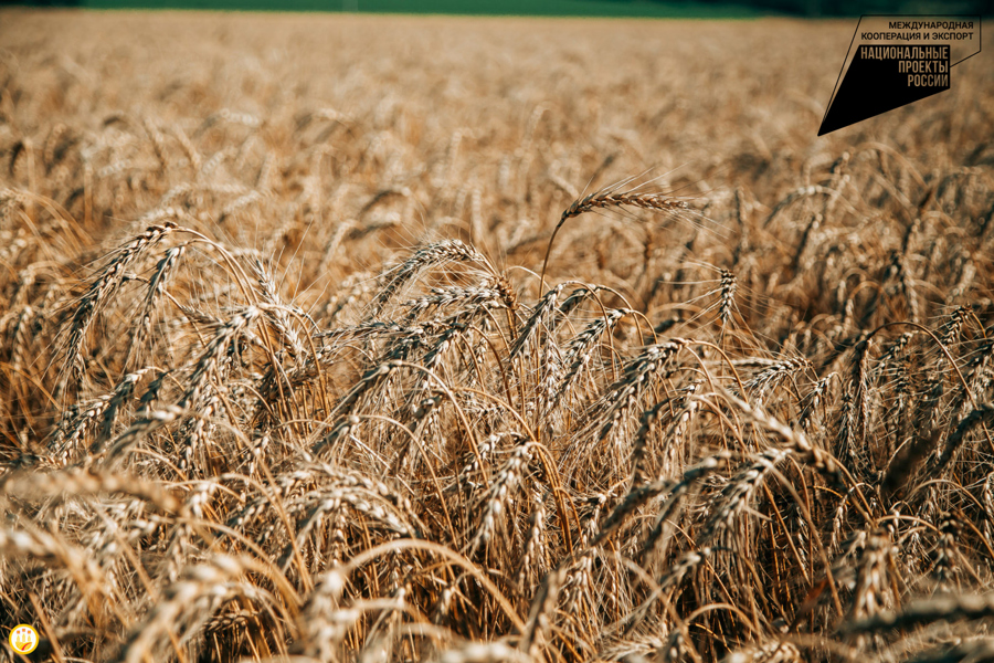 Чувашская Республика впервые экспортировала крупную партию продовольственной пшеницы в Латвию