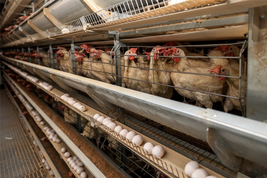 В Чувашии вводится новая республиканская мера поддержки птицефабрик яичного направления