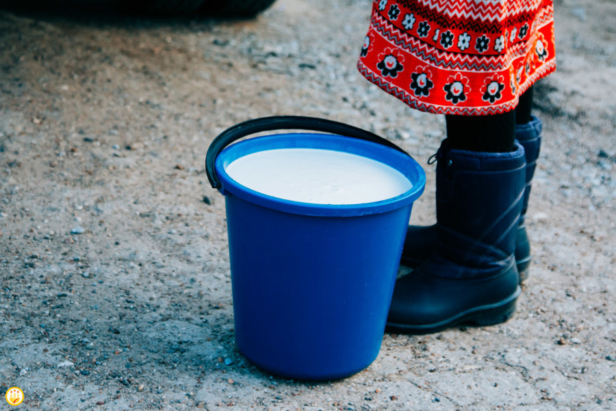 Закупочные цены на молоко от населения продолжают расти в Чувашии