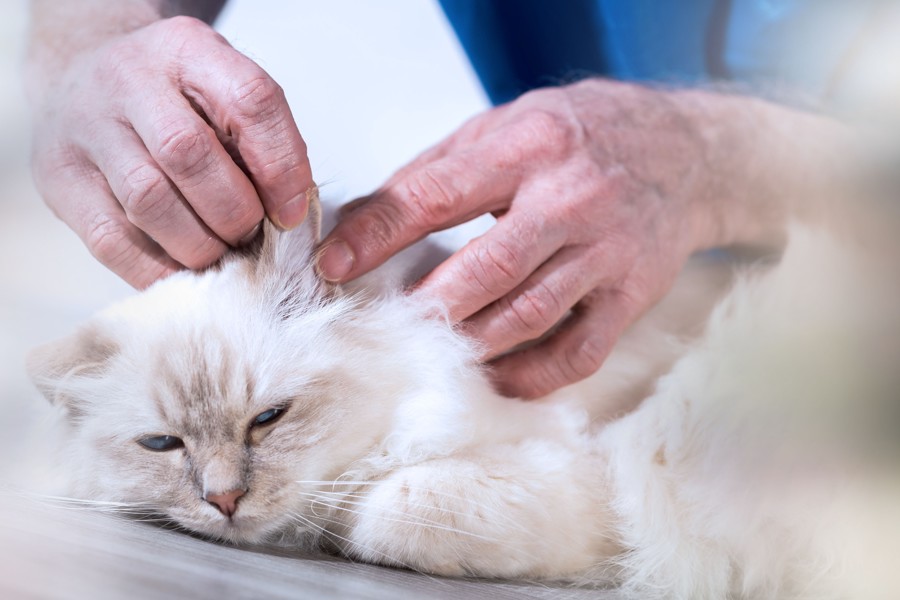 Диагностика и лечение отита у кошек и собак
