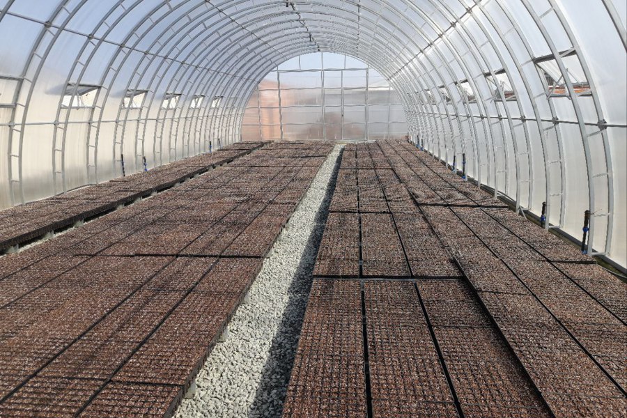 В Чувашии засеяли теплицу для выращивания посадочного материала с закрытой корневой системой