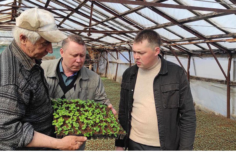 Глава КФХ Шпаков О.В. из села Тобурданово более 11 лет занимается выращиванием капусты