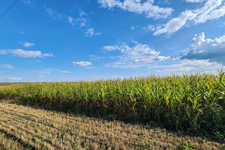 Земледельцы Цивильского округа продолжают уборку кукурузы на корм