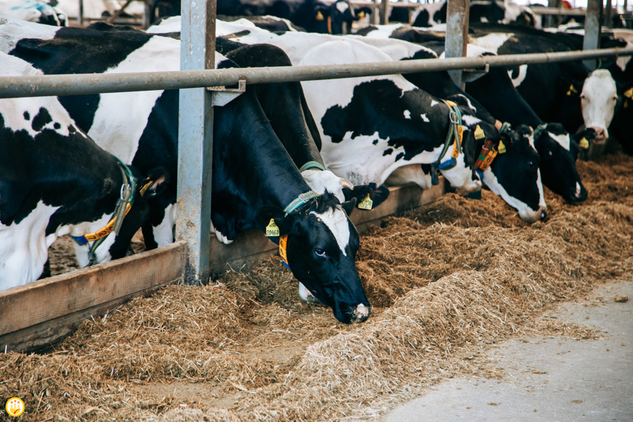 В сельхозорганизациях Чувашии увеличивается поголовье крупного рогатого скота и производство молока