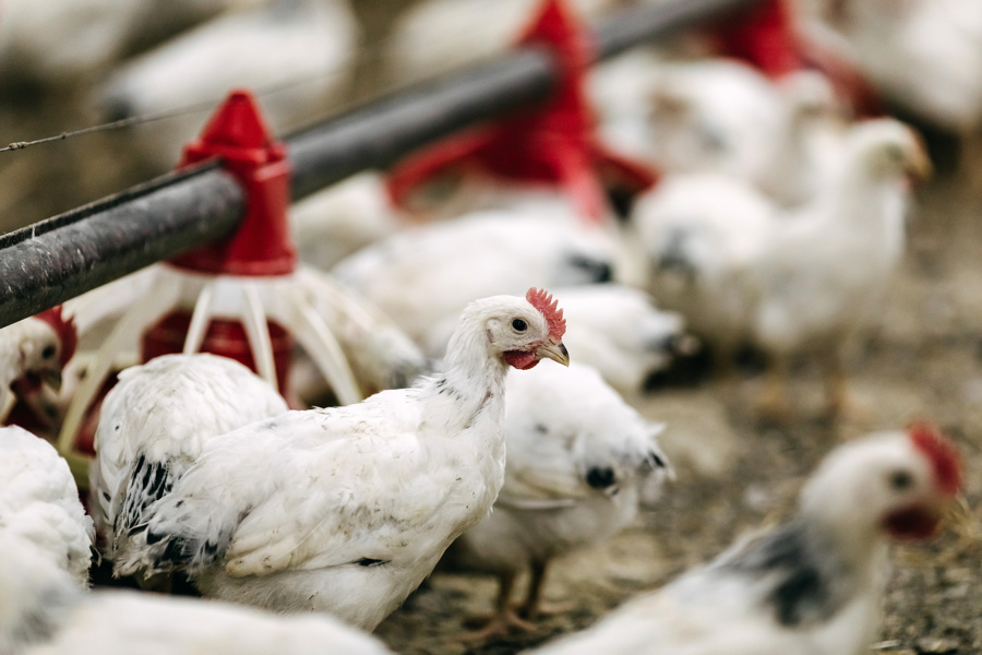 За неделю 21 страна сообщила в ВОЗЖ о новых очагах гриппа птиц