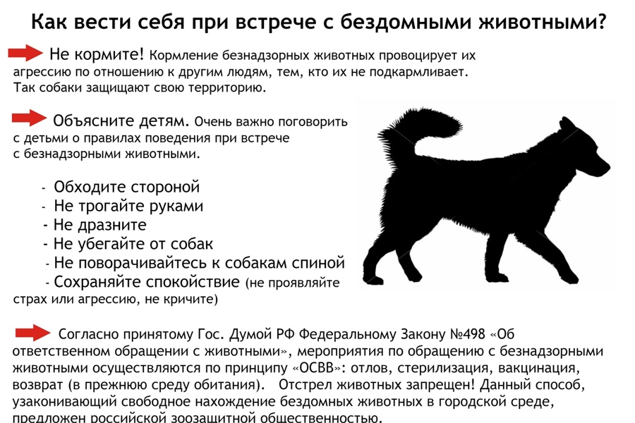 П А М Я Т К А «Правильное поведение человека при встрече с бродячими собаками»