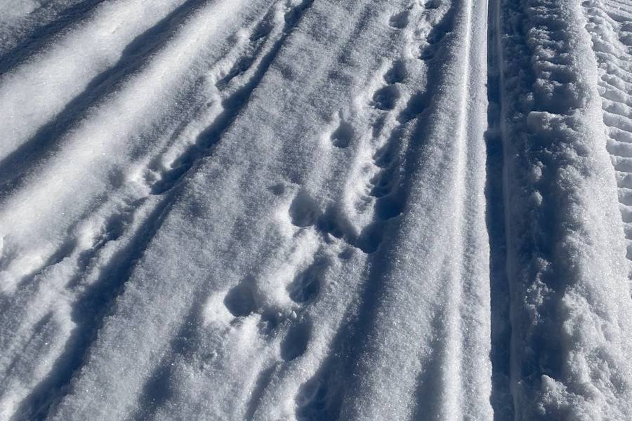 Зимние маршрутные учеты в Моргаушском округе (27.02.25)