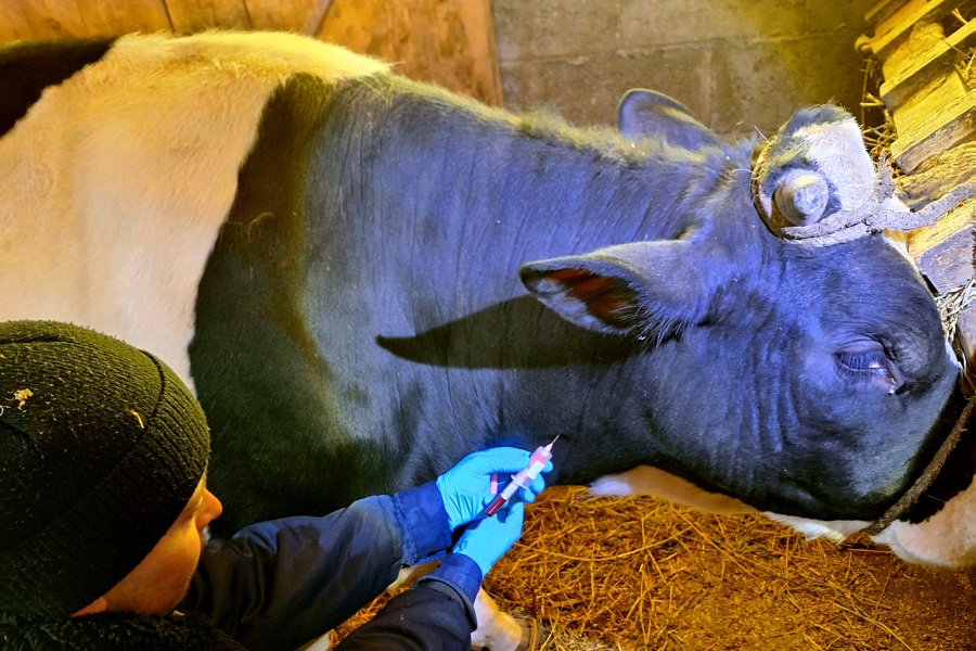 За 1 квартал 2024 года в Чувашии вакцинации от бешенства подвергнуто более 138 тысяч животных.