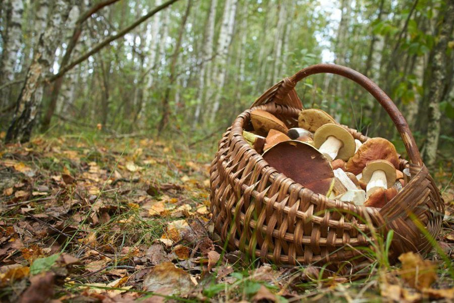 Отправляясь в лес за грибами необходимо соблюдать несколько элементарных правил