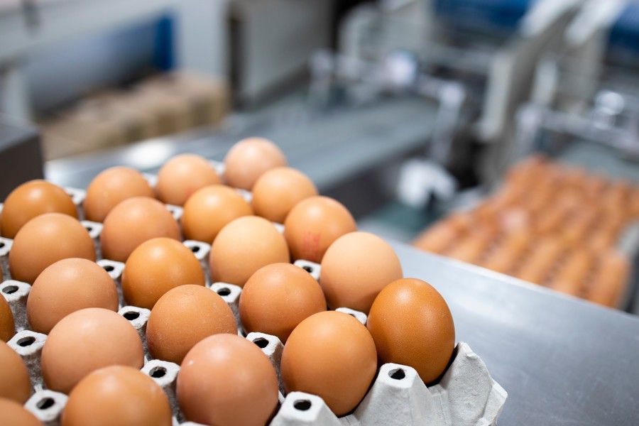 За 10 месяцев ветеринарные специалисты проверили более 236 млн. штук куриных яиц
