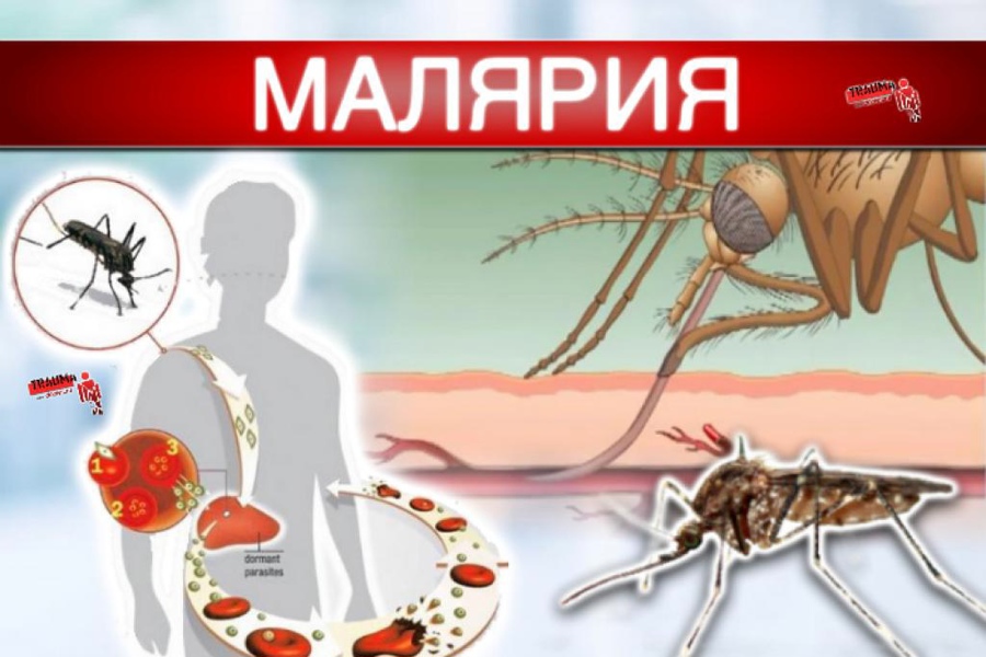 Малярия презентация инфекционные болезни