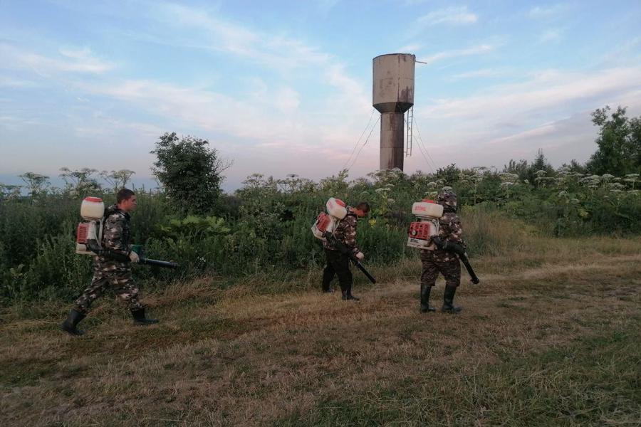 С 14 мая по 10 июня 2024 г. намечено проведение химической обработки борщевика Сосновского на территории Ядринского муниципального округа.