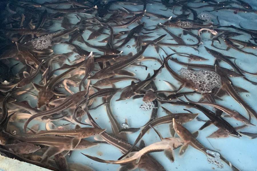 В свободное плавание: более 35 тысяч мальков краснокнижной стерляди выпущено в устье Куйбышевского водохранилища