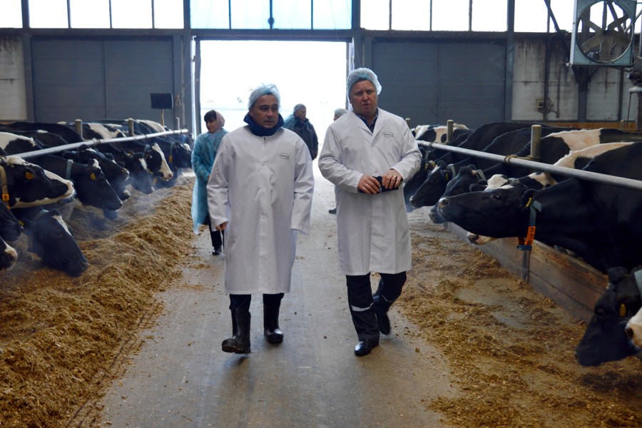 Глава Янтиковского муниципального округа Олег Ломоносов посетили сельскохозяйственные предприятия, занимающиеся животноводством