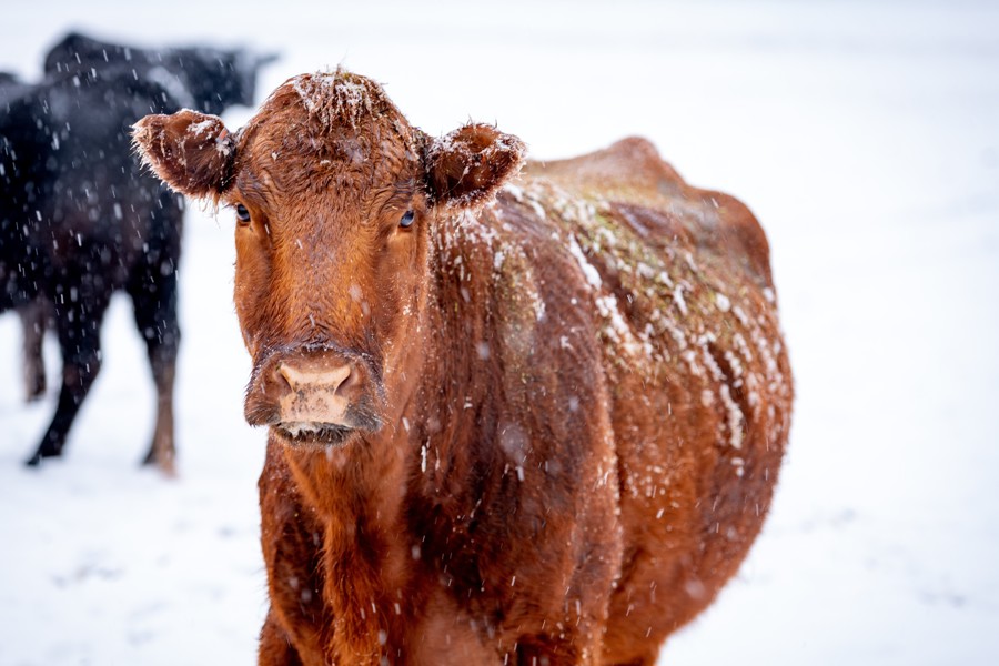 Профилактика обморожений сельскохозяйственных и домашних животных в зимний период