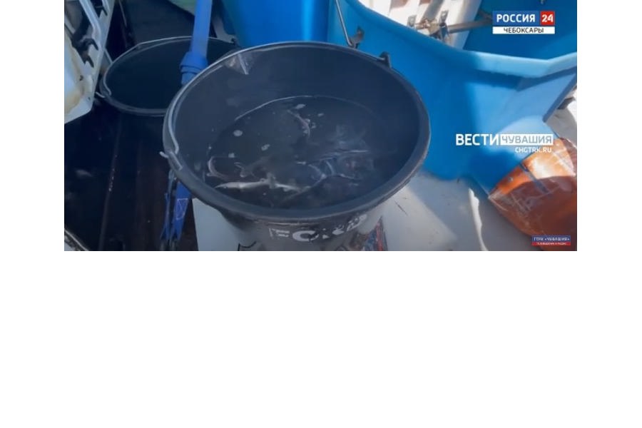 В Чебоксарское водохранилище выпустили мальков краснокнижной стерляди // ГТРК «Чувашя. 2023.05.31.