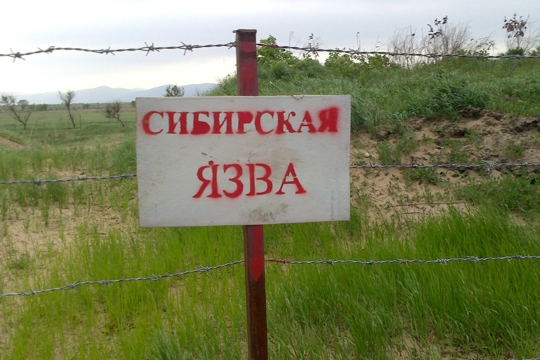 Сибирская язва