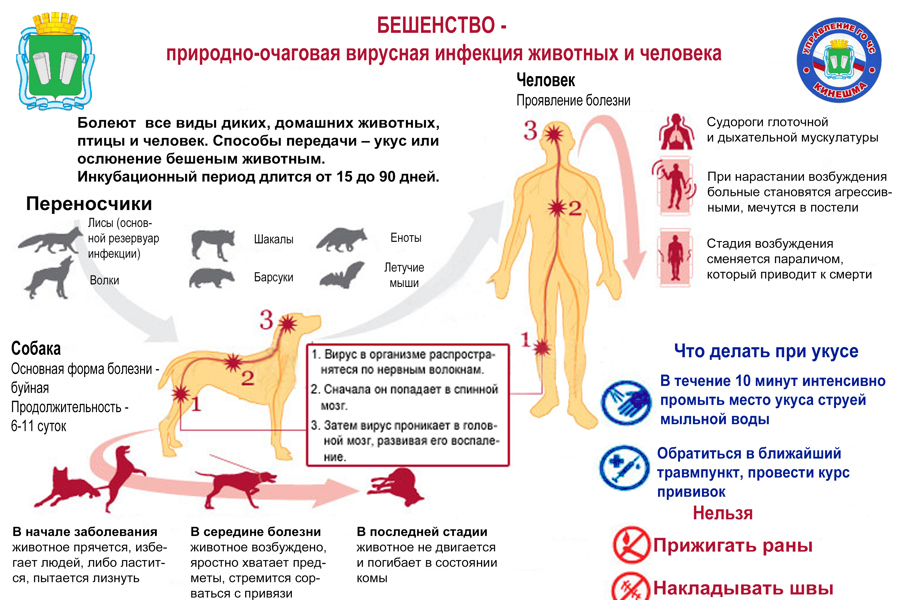 Бешенство. Как избежать заражения?