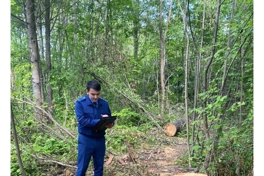 Возбуждено уголовное дело за незаконную вырубку деревьев в Канашском округе