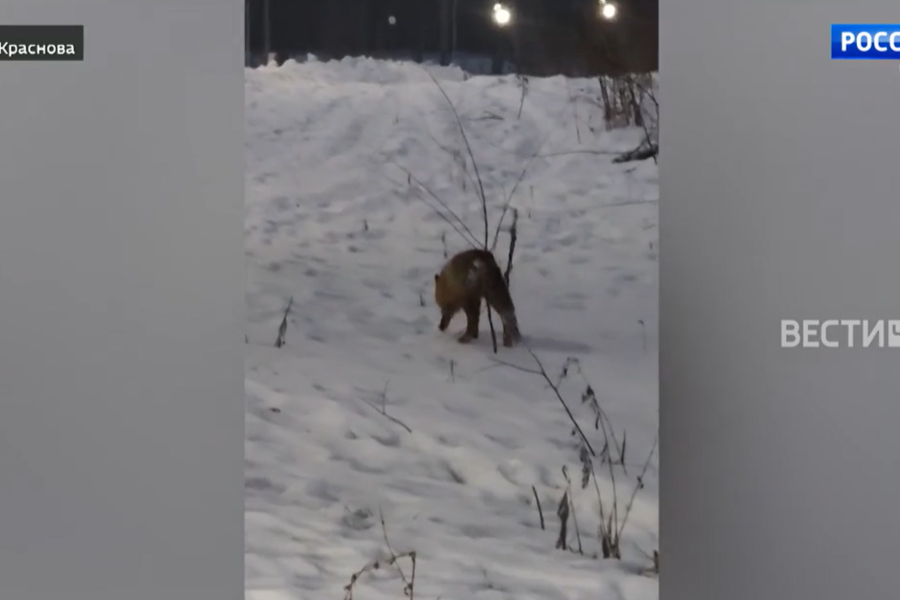 Чебоксарцы замечают лисиц в городе // ГТРК «Чувашия».  2025.01.17.