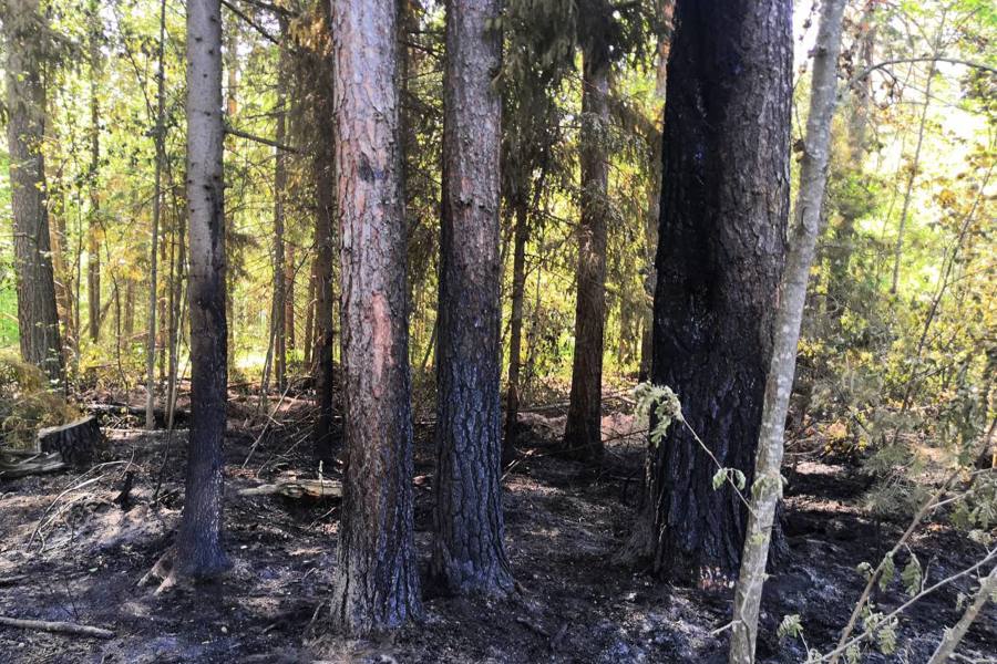 Пожар на территории Шемуршинского лесничества (05.06.2024)