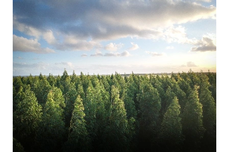 Чувашия – лидер по сохранению лесов в стране