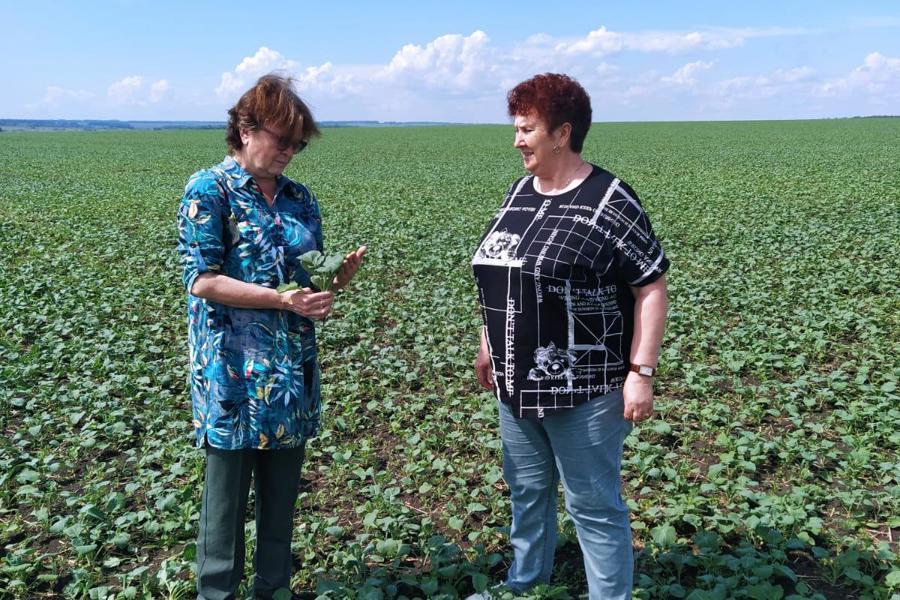 В Порецком округе прошла приемка посевов