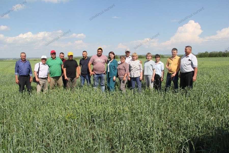 В Шемуршинском округе стало доброй традицией после завершения весенне-полевых работ проводить осмотр полей.