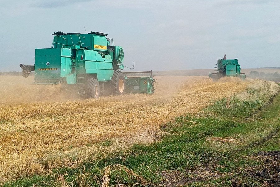 Хлеборобы Алатырского муниципального округа ведут  уборочные работы
