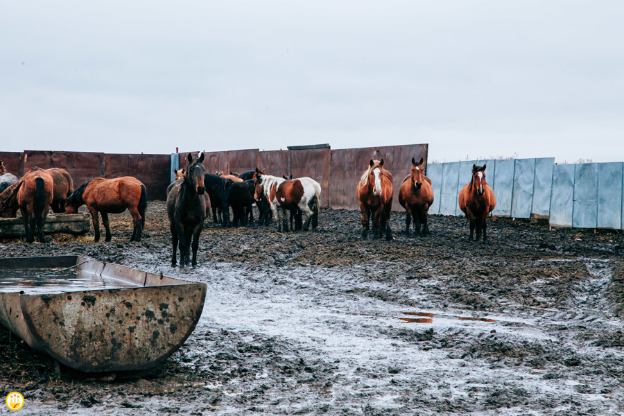 В Чувашии производится более 10% российской конины