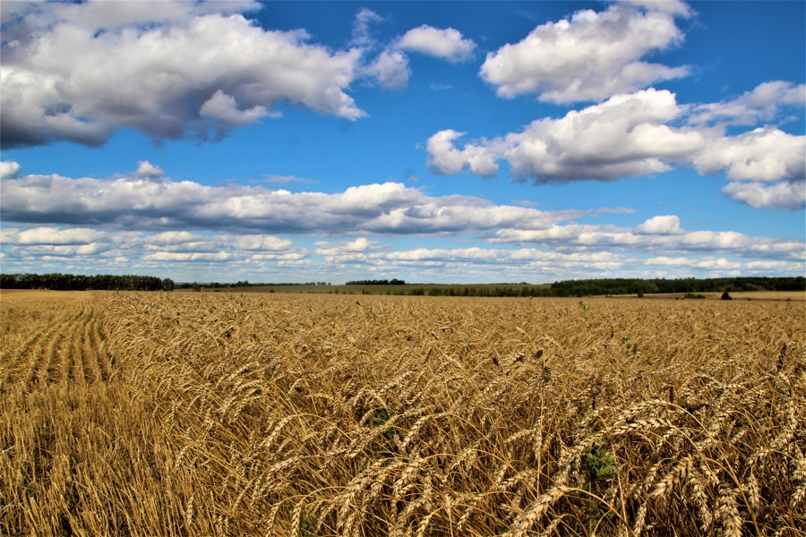 Цивильский округ - среди лидеров по урожайности зерновых и зернобобовых культур