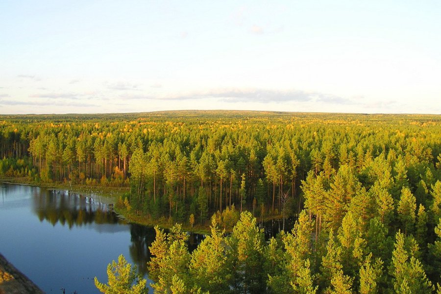 Сегодня отмечаются Российские дни леса!