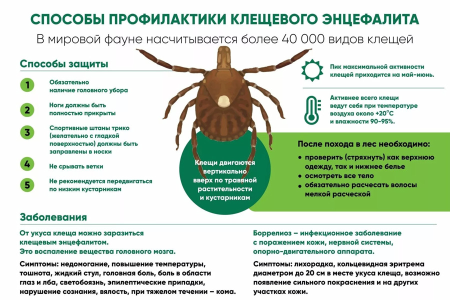 Профилактика клещевого вирусного энцефалита