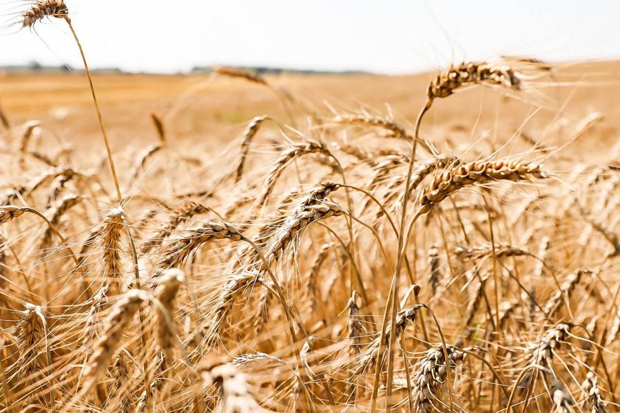 Уборка зерновых в Чебоксарском муниципальном округе продолжается