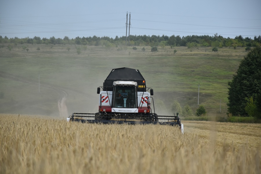 Аграрии Козловского муниципального округа приступили к уборке зерновых и бобовых культур