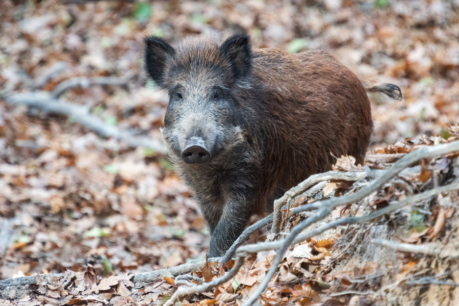 В Чувашии отменен карантин по африканской чуме свиней.